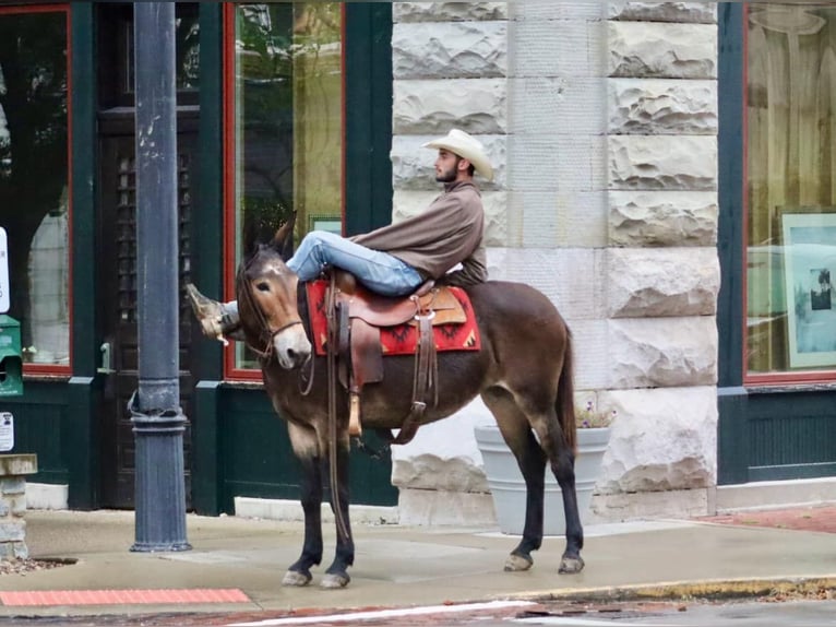 Mulo Caballo castrado 13 años Negro in Brooksville KY