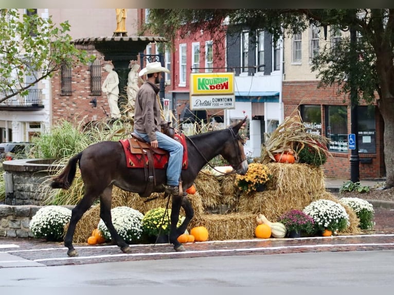 Mulo Caballo castrado 13 años Negro in Brooksville KY