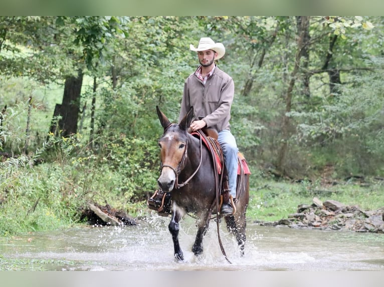 Mulo Caballo castrado 13 años Negro in Brooksville KY