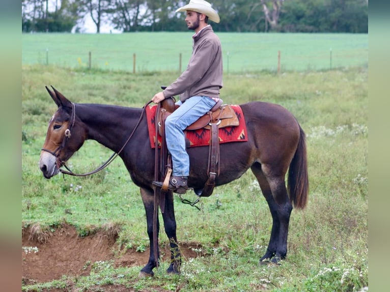 Mulo Caballo castrado 13 años Negro in Brooksville KY