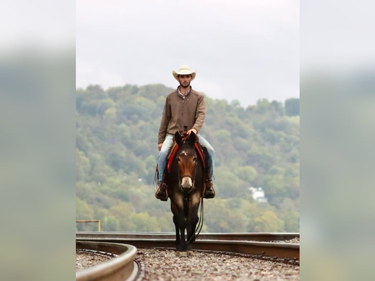 Mulo Caballo castrado 13 años Negro in Brooksville KY