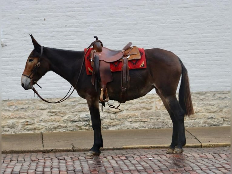 Mulo Caballo castrado 13 años Negro in Brooksville KY