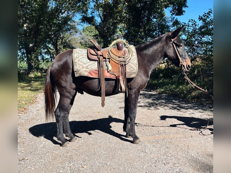 Mulo Caballo castrado 14 años 132 cm Negro in North Judson IN