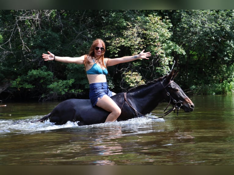 Mulo Caballo castrado 14 años 135 cm Negro in Howell, MI