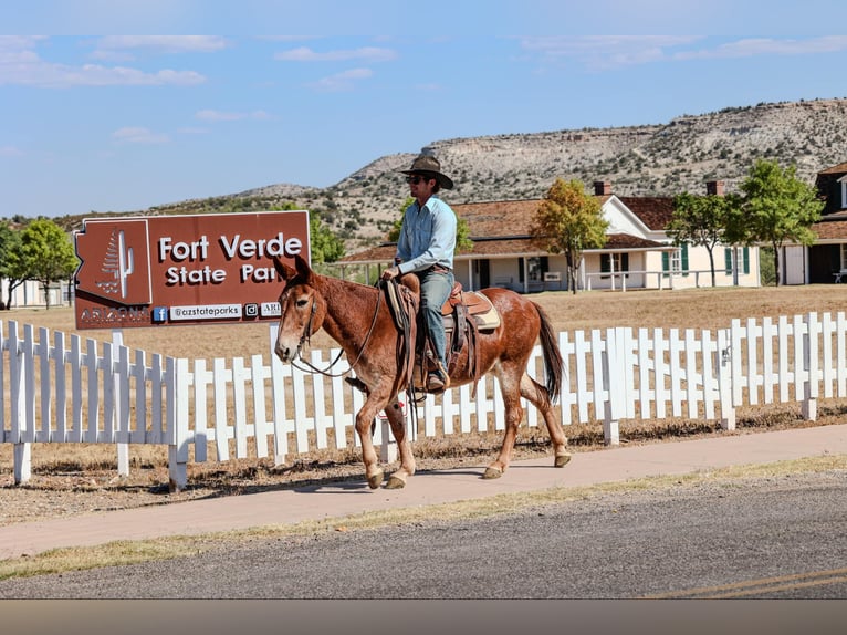 Mulo Caballo castrado 14 años 142 cm Alazán-tostado in Camp Verde AZ