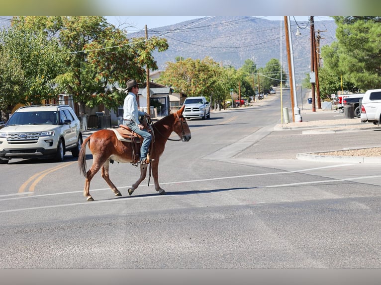 Mulo Caballo castrado 14 años 142 cm Alazán-tostado in Camp Verde AZ