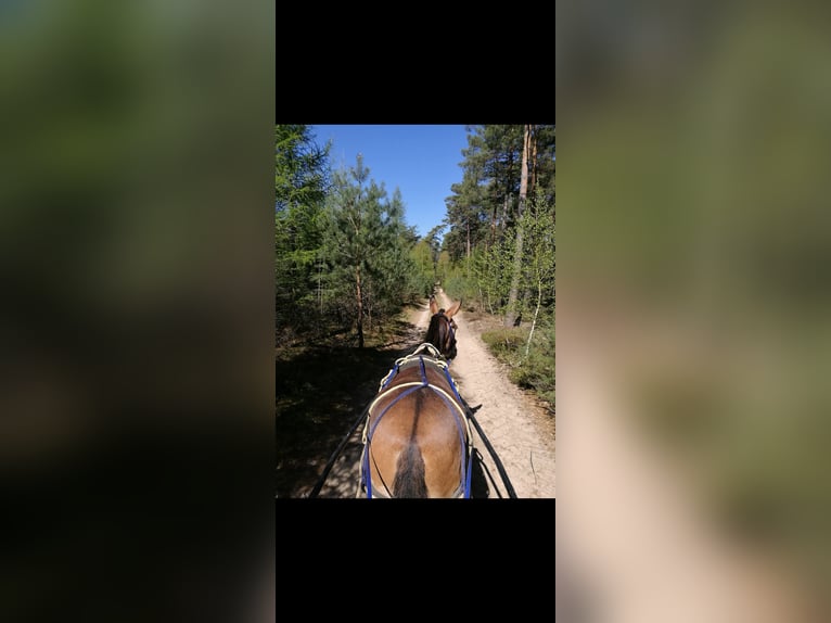 Mulo Caballo castrado 14 años 142 cm Castaño claro in Salzwedel