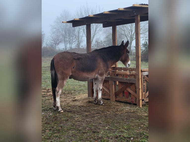 Mulo Caballo castrado 14 años 142 cm Castaño claro in Salzwedel