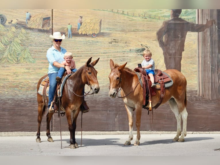 Mulo Caballo castrado 14 años 142 cm Castaño rojizo in Brooksville Ky