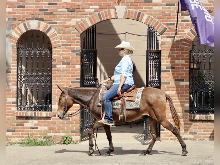 Mulo Caballo castrado 14 años 142 cm Castaño rojizo in Brooksville Ky