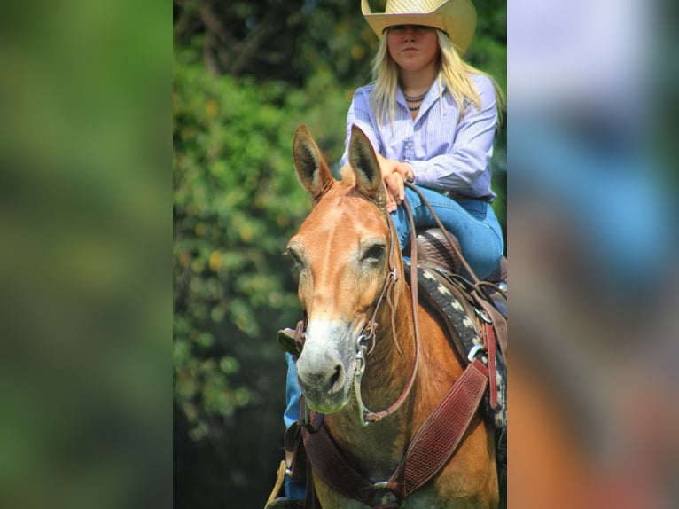 Mulo Caballo castrado 14 años 145 cm Alazán rojizo in Borden, IN