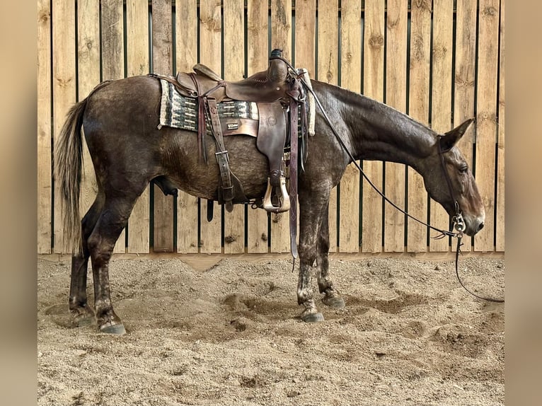 Mulo Caballo castrado 14 años 145 cm in Hastings