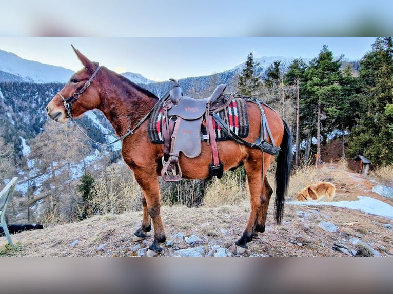 Mulo Caballo castrado 14 años 146 cm Castaño in Müstair