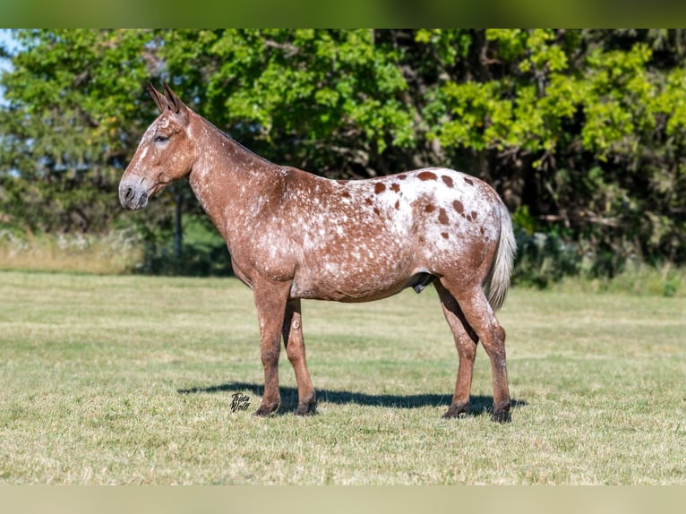 Mulo Caballo castrado 14 años 147 cm Castaño rojizo in Van Horne, IA