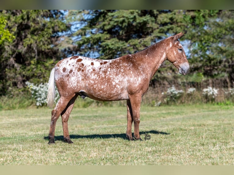 Mulo Caballo castrado 14 años 147 cm Castaño rojizo in Van Horne, IA