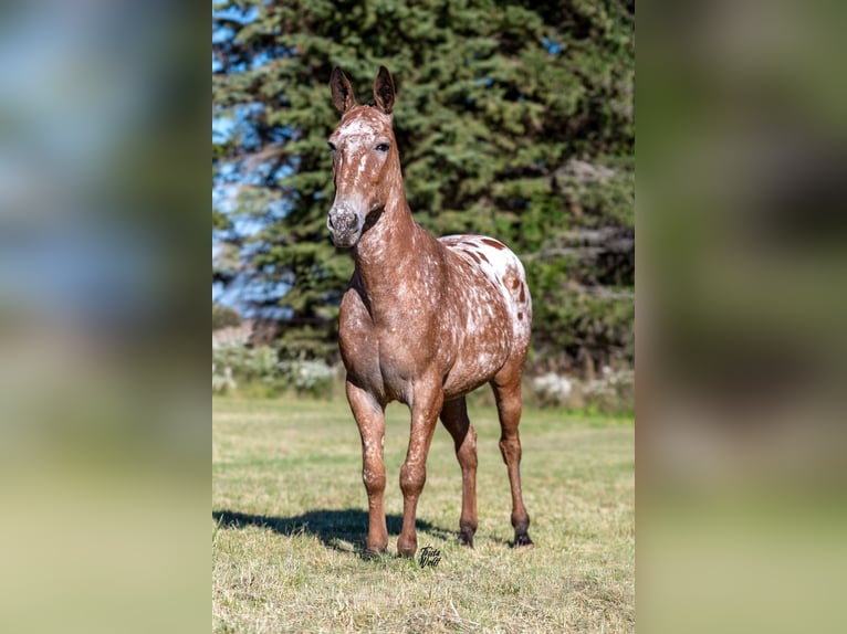 Mulo Caballo castrado 14 años 147 cm Castaño rojizo in Van Horne, IA