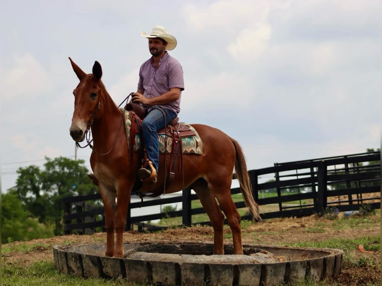 Mulo Caballo castrado 14 años 155 cm Alazán rojizo in Brooksville Ky