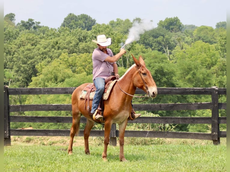 Mulo Caballo castrado 14 años 155 cm Alazán rojizo in Brooksville Ky