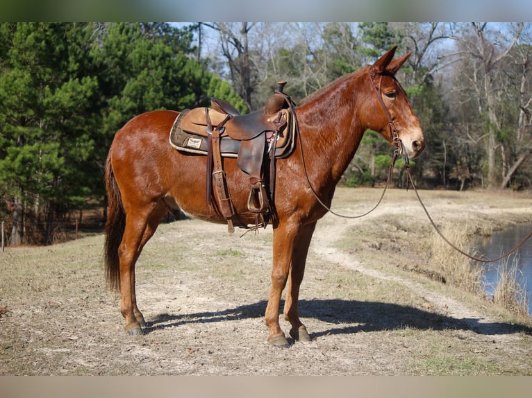 Mulo Caballo castrado 14 años 155 cm Alazán rojizo in Rusk TX