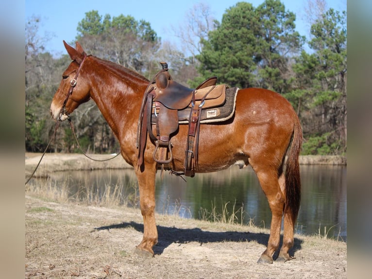 Mulo Caballo castrado 14 años 155 cm Alazán rojizo in Rusk TX