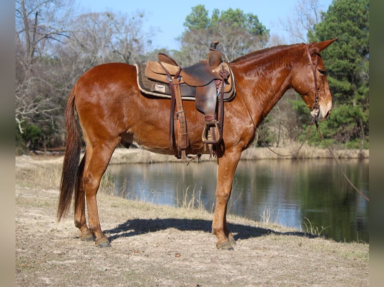 Mulo Caballo castrado 14 años 155 cm Alazán rojizo in Rusk TX