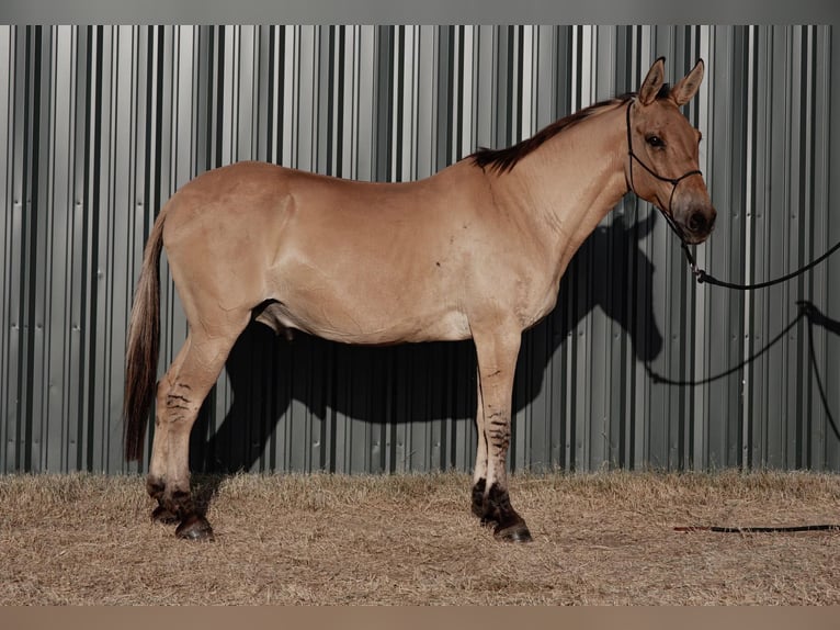 Mulo Caballo castrado 14 años 155 cm Bayo in Azle TX