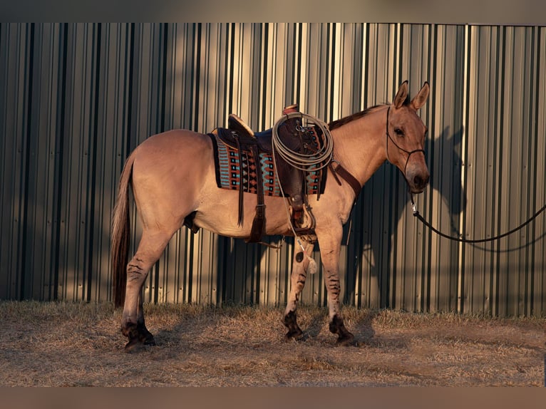 Mulo Caballo castrado 14 años 155 cm Bayo in Azle TX