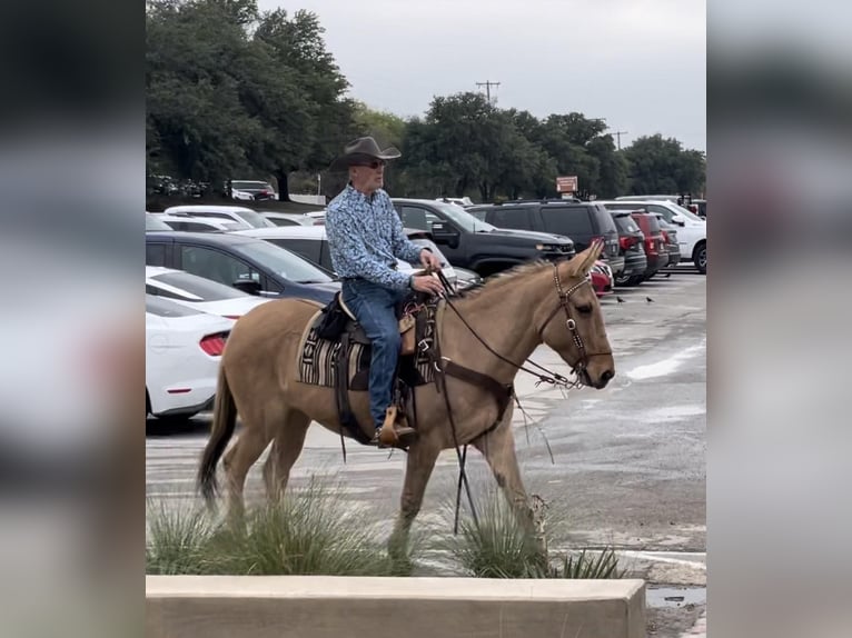 Mulo Caballo castrado 14 años 155 cm Bayo in Azle TX