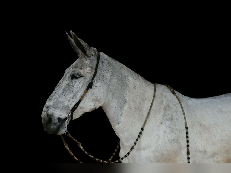Mulo Caballo castrado 14 años 168 cm Tordo in Rebersburg