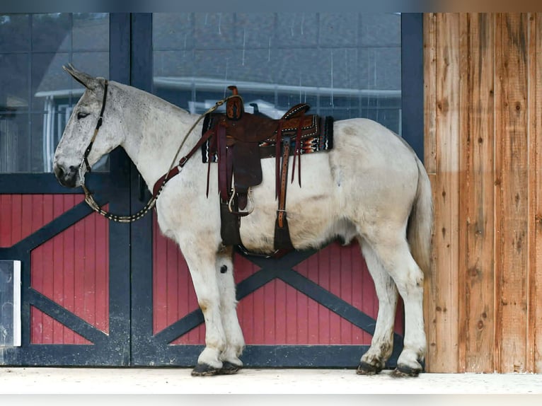Mulo Caballo castrado 14 años 168 cm Tordo in Rebersburg