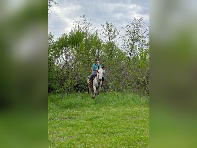 Mulo Caballo castrado 14 años 173 cm Tordo in Van Horne IA