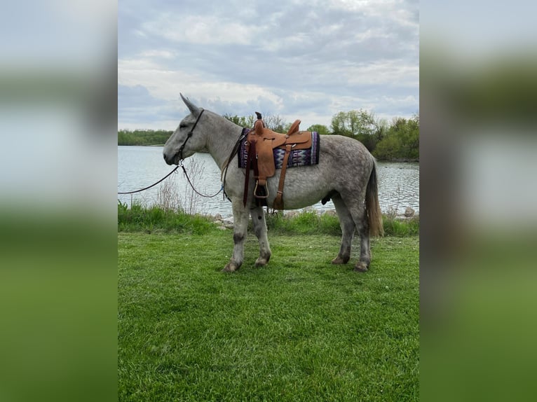 Mulo Caballo castrado 14 años 173 cm Tordo in Van Horne IA