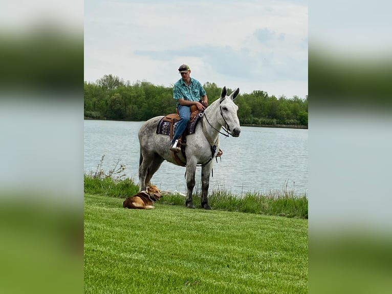 Mulo Caballo castrado 14 años 173 cm Tordo in Van Horne IA