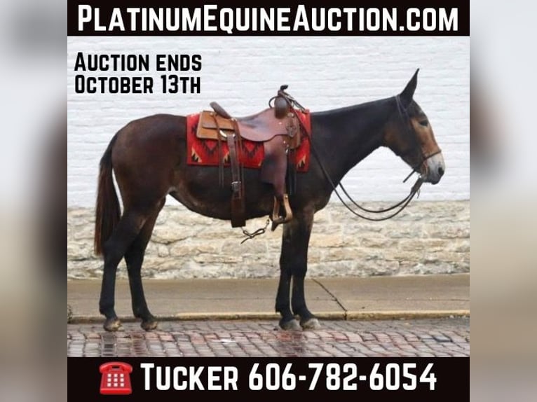 Mulo Caballo castrado 14 años in Brooksville KY
