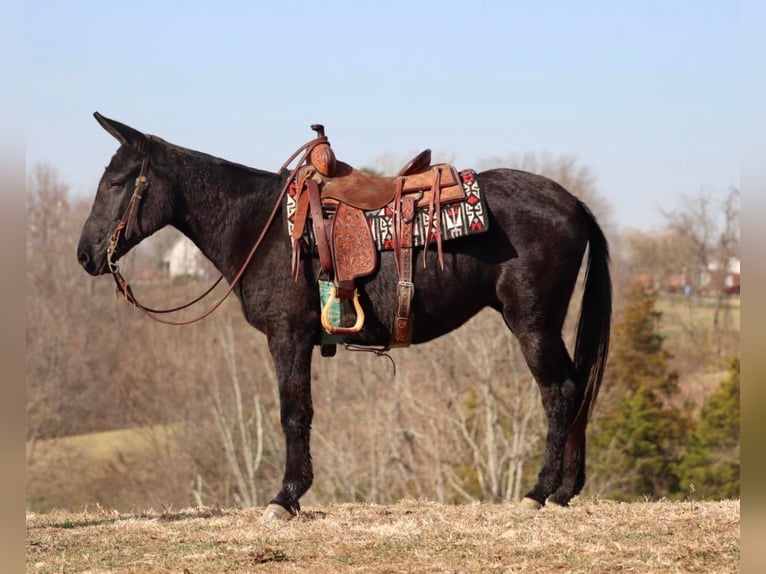 Mulo Caballo castrado 15 años 147 cm Negro in Brookesville Ky