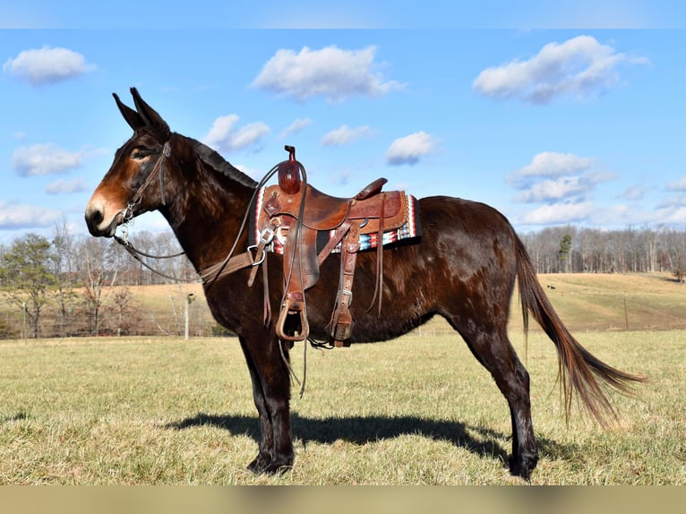 Mulo Caballo castrado 15 años 150 cm Castaño rojizo in Whitley City Ky