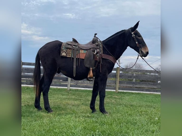 Mulo Caballo castrado 15 años 150 cm Negro in Moscow