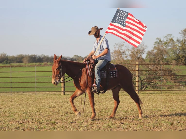 Mulo Caballo castrado 15 años 152 cm Alazán-tostado in Brooksville Ky