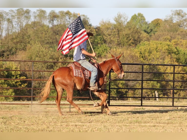 Mulo Caballo castrado 15 años 152 cm Alazán-tostado in Brooksville Ky