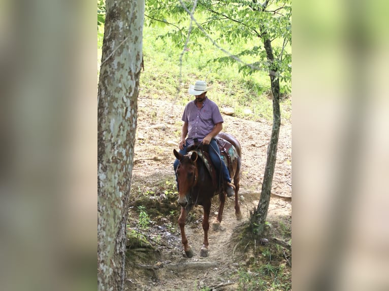 Mulo Caballo castrado 15 años 155 cm Alazán rojizo in Brooksville Ky