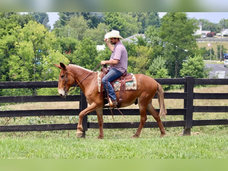 Mulo Caballo castrado 15 años 155 cm Alazán rojizo in Brooksville Ky