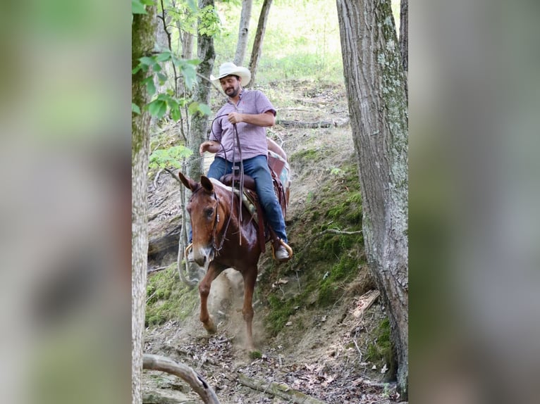 Mulo Caballo castrado 15 años 155 cm Alazán rojizo in Brooksville Ky