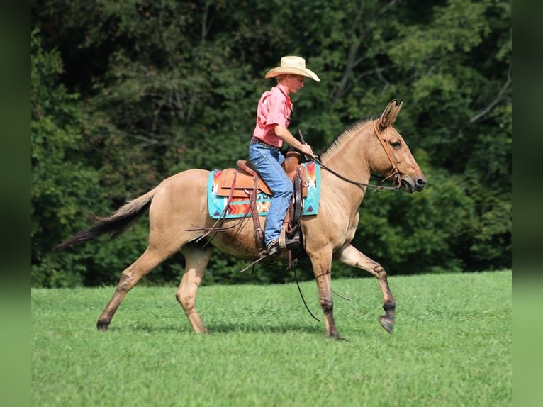 Mulo Caballo castrado 15 años 155 cm Buckskin/Bayo in Level Green Ky