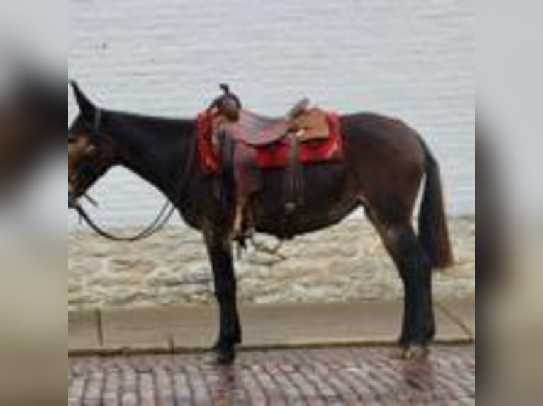 Mulo Caballo castrado 15 años 155 cm Negro in Brooksville Ky