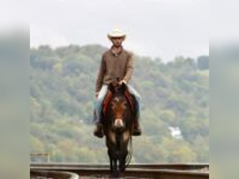 Mulo Caballo castrado 15 años 155 cm Negro in Brooksville Ky