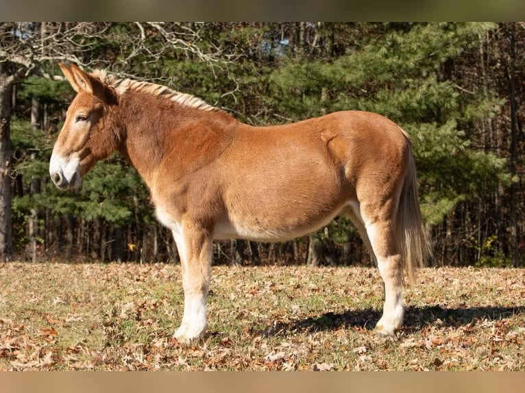 Mulo Caballo castrado 15 años Alazán rojizo in Everett PA