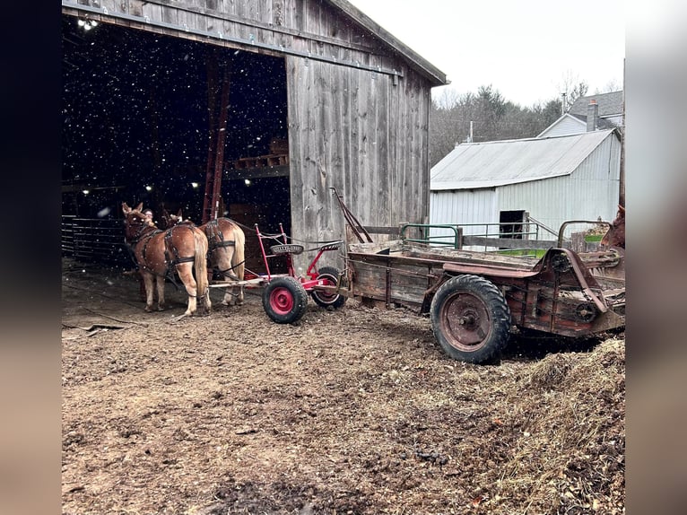 Mulo Caballo castrado 15 años Alazán rojizo in Everett PA