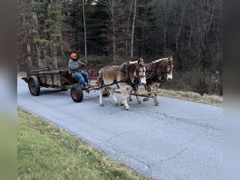 Mulo Caballo castrado 15 años Alazán rojizo in Everett PA