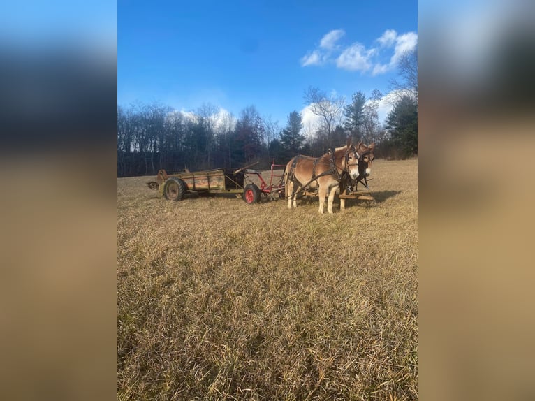 Mulo Caballo castrado 15 años Alazán rojizo in Everett PA