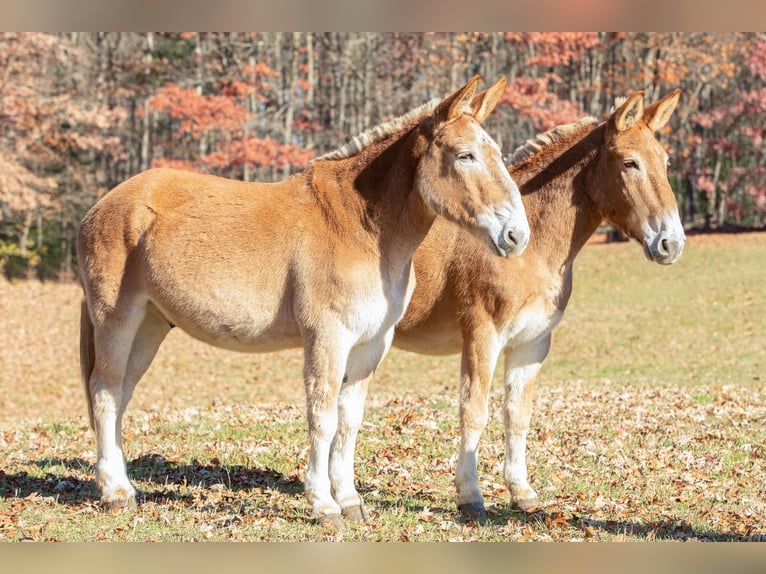 Mulo Caballo castrado 15 años Alazán rojizo in Everett PA